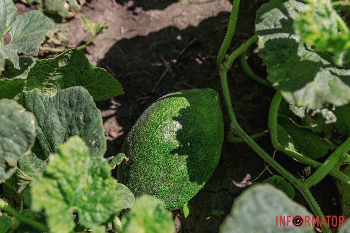 Еще немного и созреют В Днепре в парке Глобы на грядке заметили тыквы и дыни 4