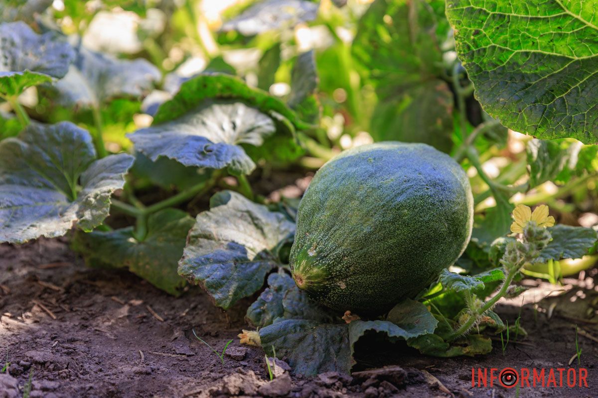 Фото: Андрей Шушпан В Днепре в парке Глобы на грядке заметили тыквы и дыни 8