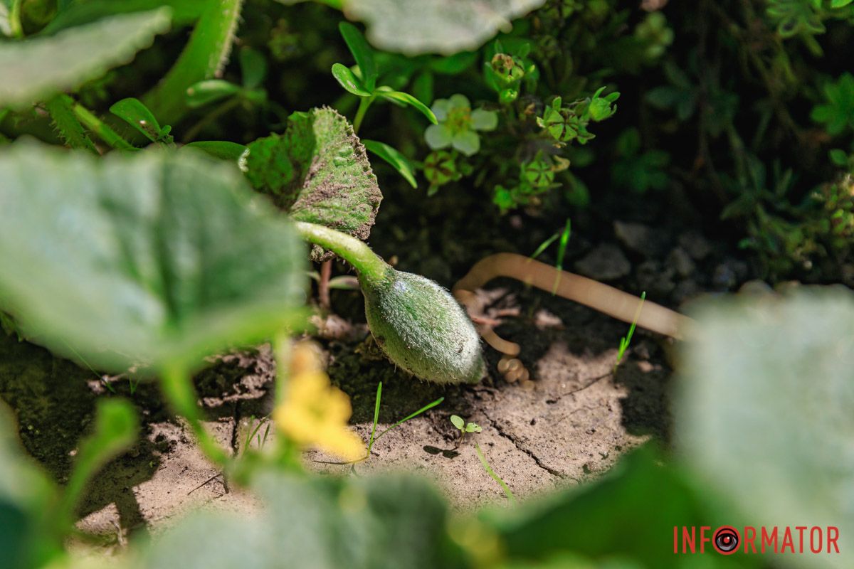 Первые плоды В Днепре в парке Глобы на грядке заметили тыквы и дыни 2