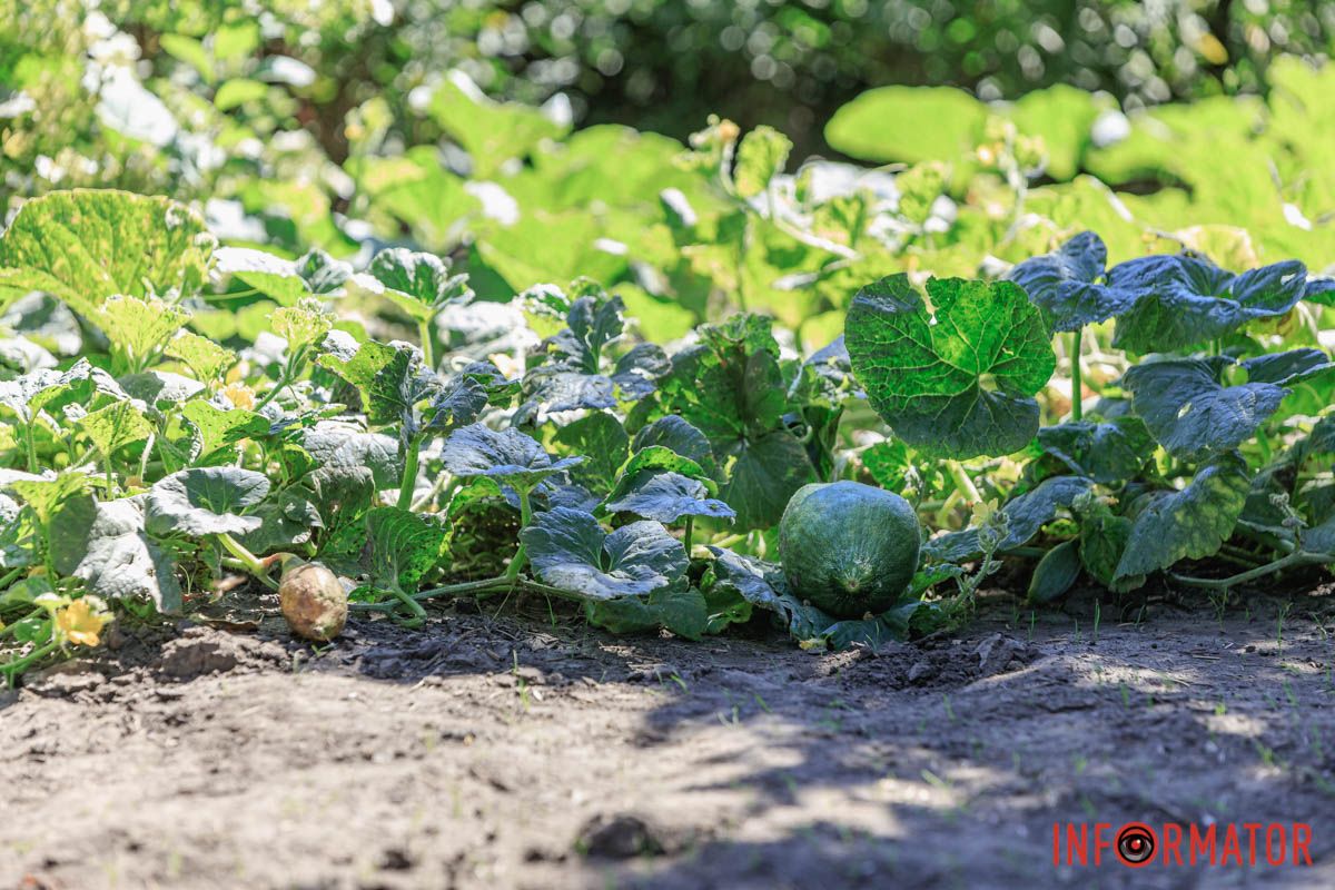 Рядом с городским розарием В Днепре в парке Глобы на грядке заметили тыквы и дыни 9