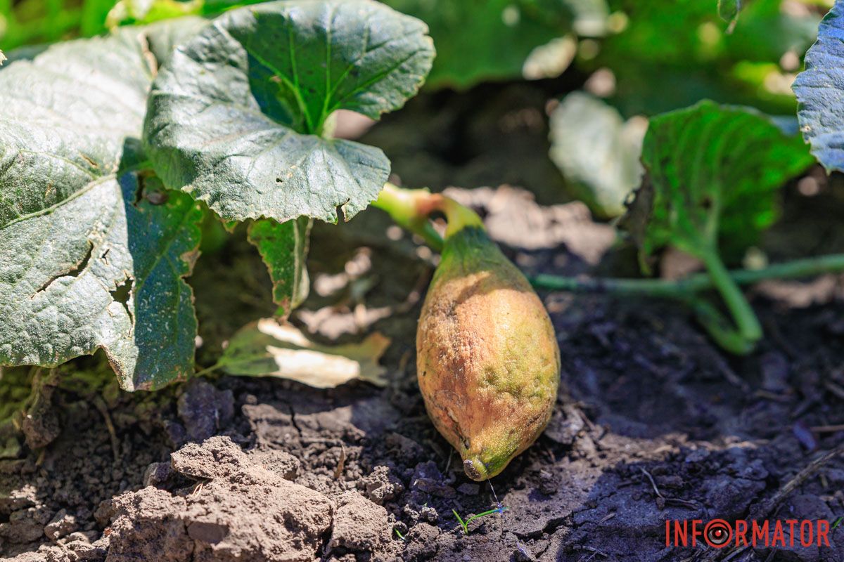 Дыня В Днепре в парке Глобы на грядке заметили тыквы и дыни 6