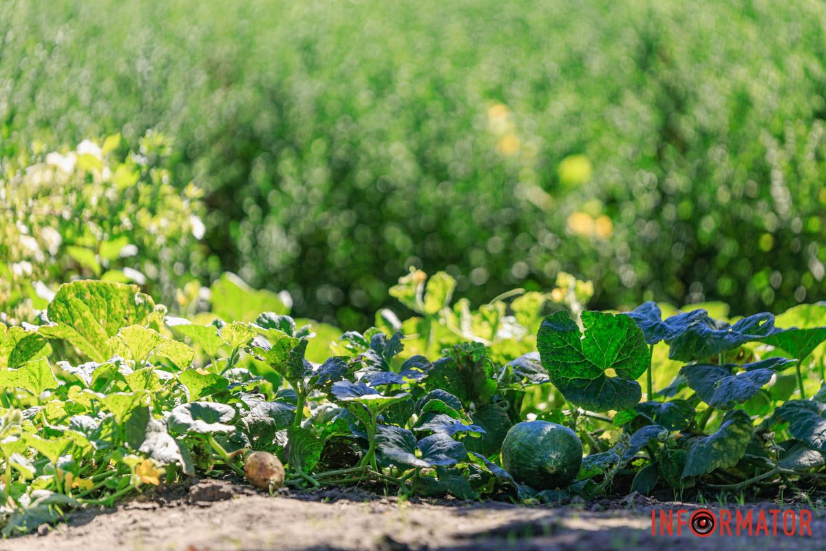 В парке Глобы созревают тыквы и дыни В Днепре в парке Глобы на грядке заметили тыквы и дыни 1