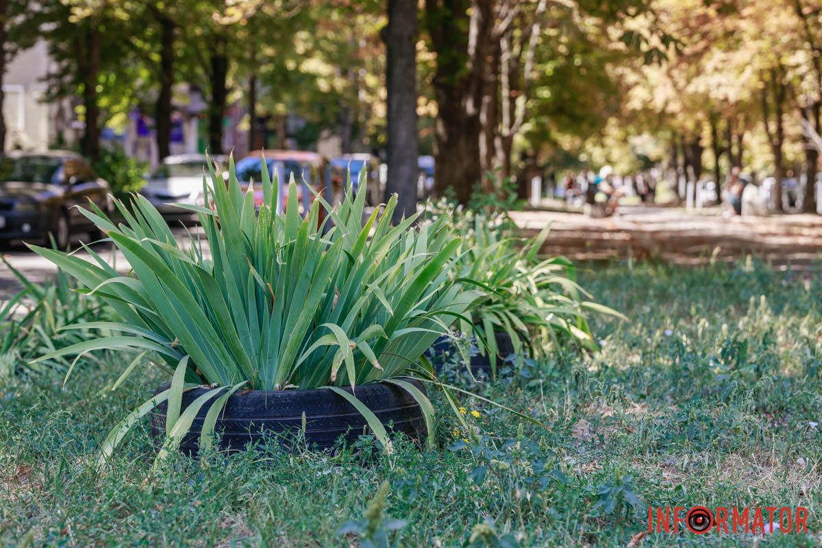 Зелені насадження У Дніпрі хочуть оновити бульвар на вулиці Дениса Котенка: як він має виглядати 2