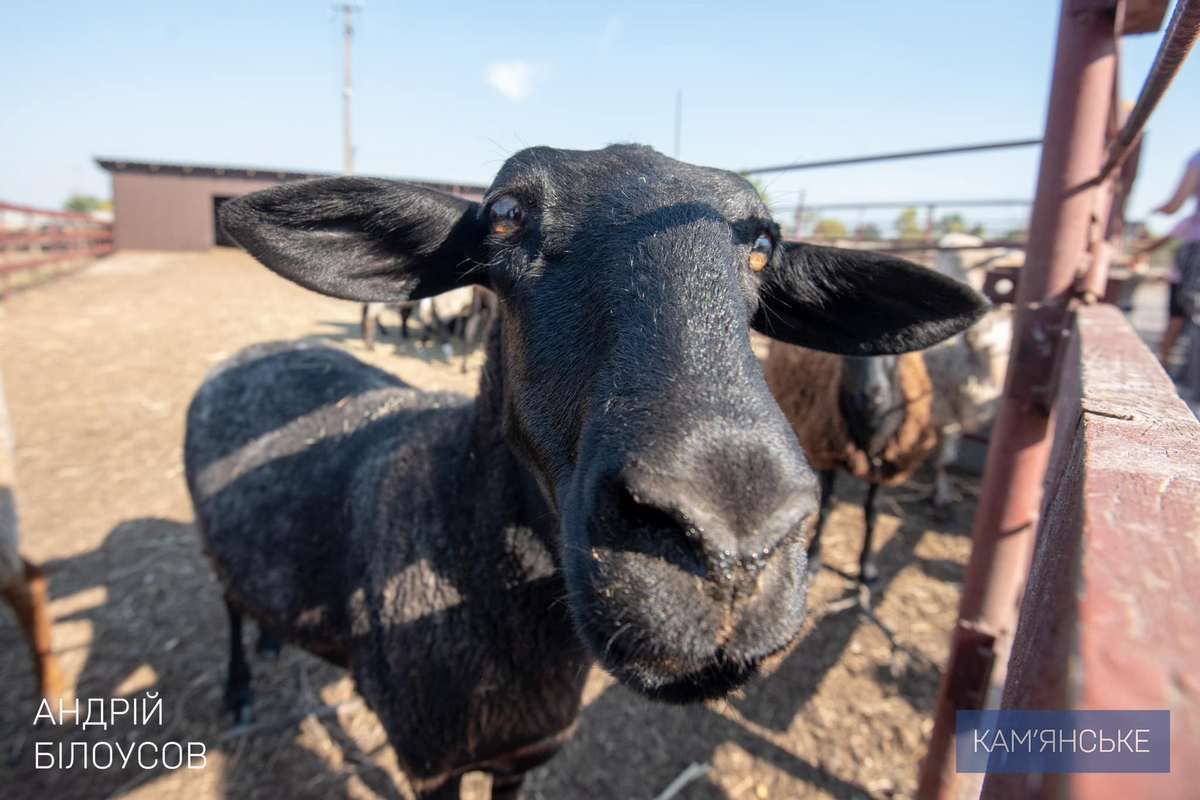 «Підтримка ветеранів»: для Захисників з Кам’янського та їх родин організували поїздку на кінну ферму 5