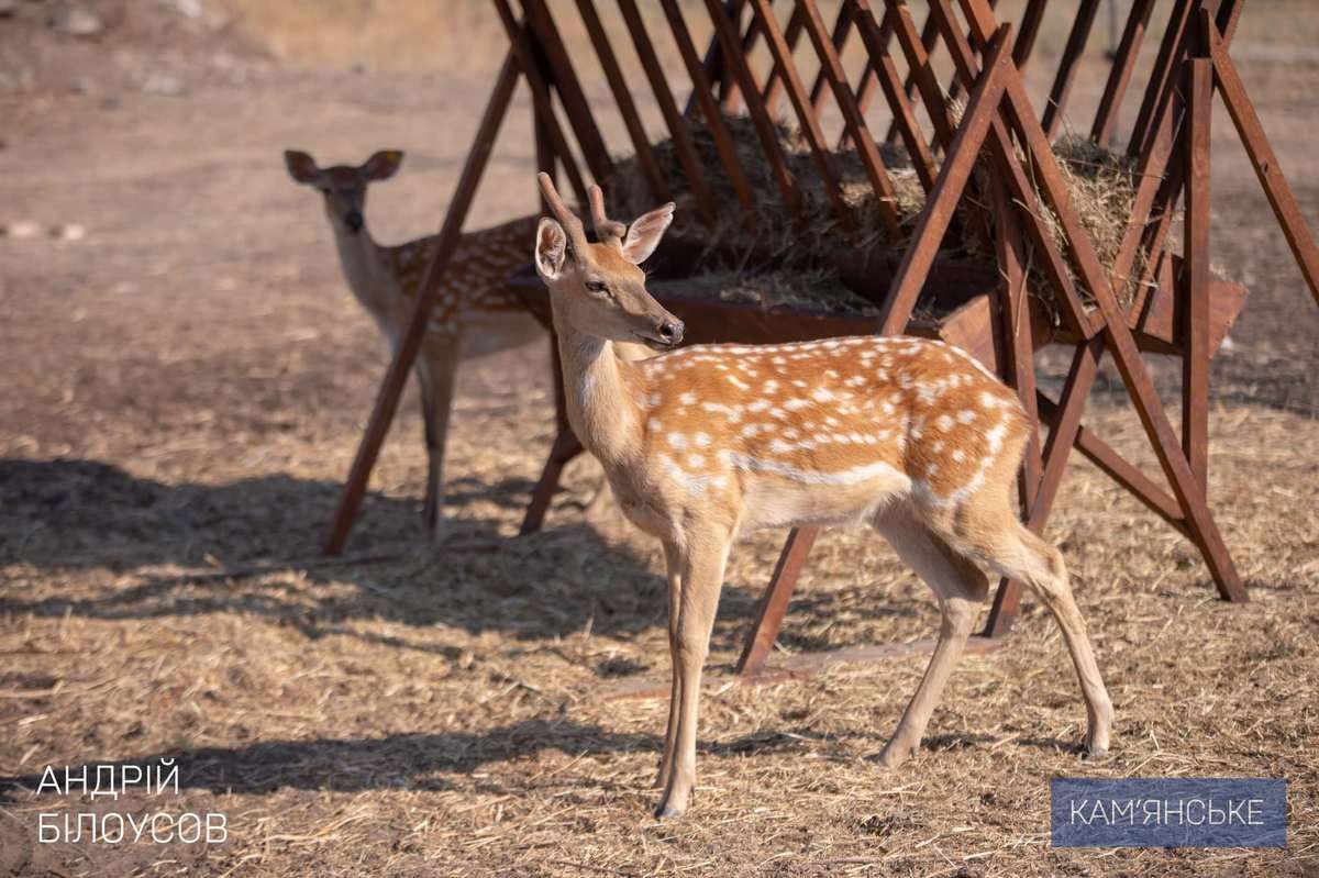 «Підтримка ветеранів»: для Захисників з Кам’янського та їх родин організували поїздку на кінну ферму 7
