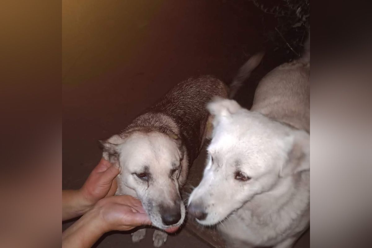 Песики Песики