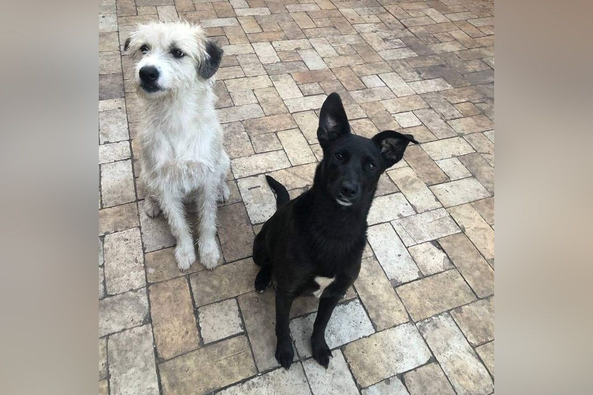 Собаки Собаки