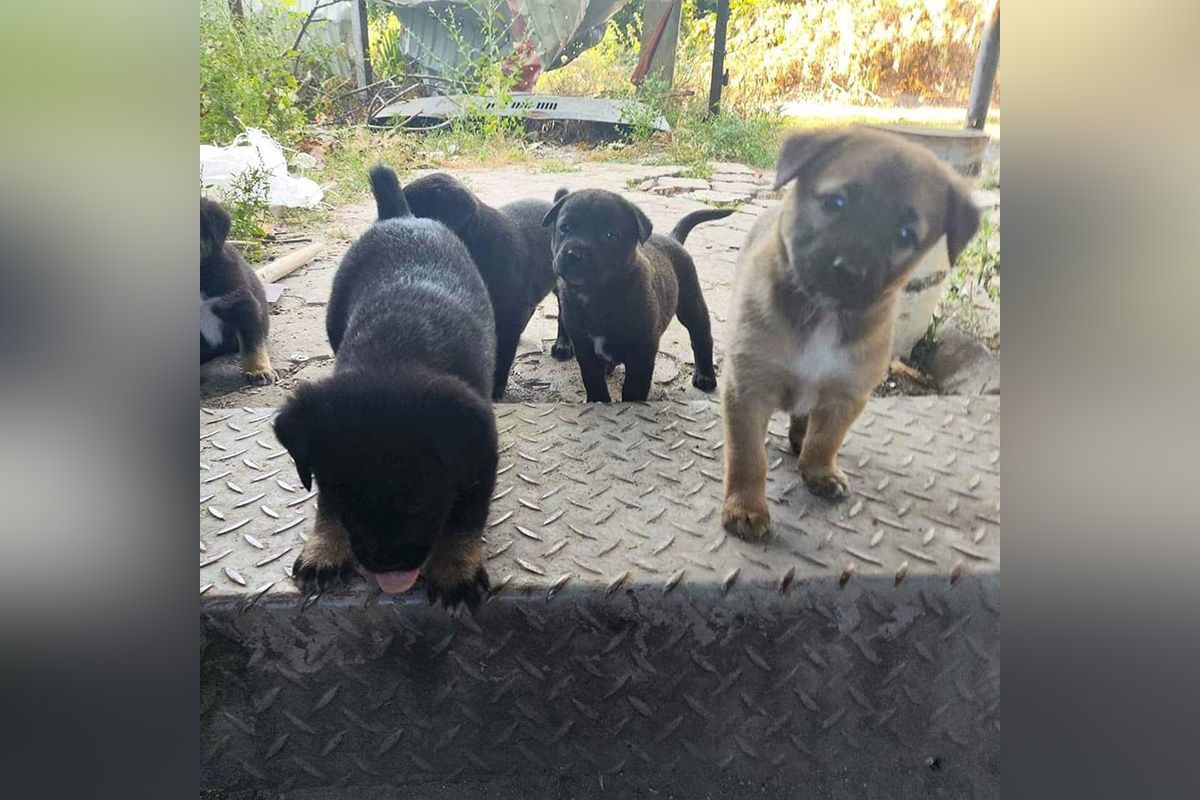 Цуценята Цуценята