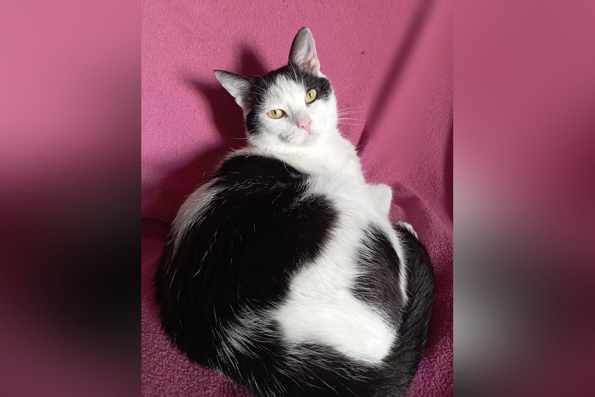 Патрік Патрік