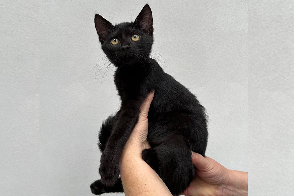 Гольфик Гольфик