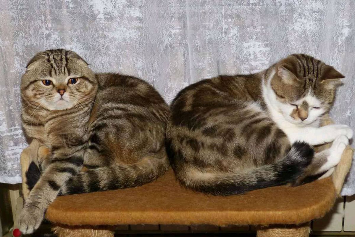 Котики из Мирнограда Кошки из Мирнограда