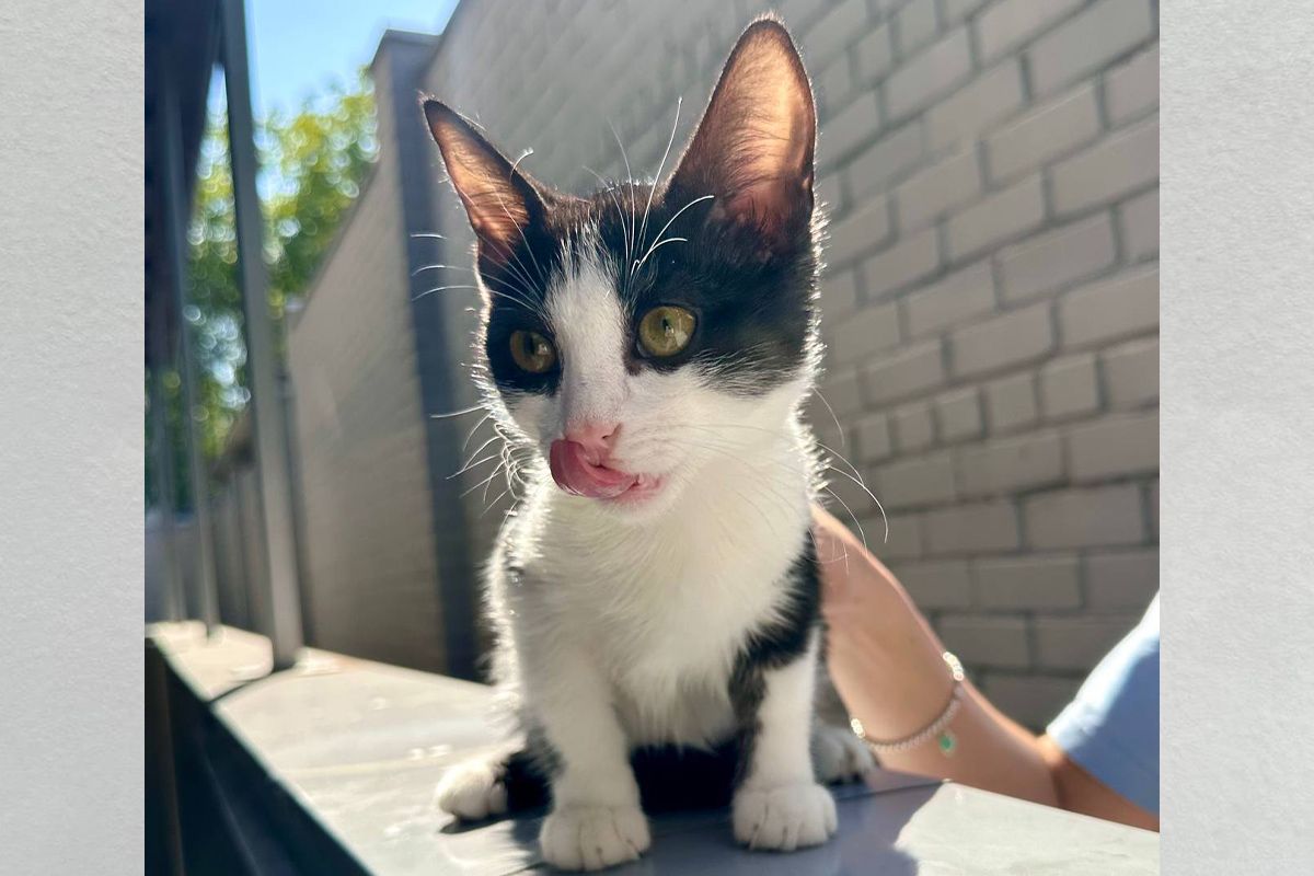 Панда Панда