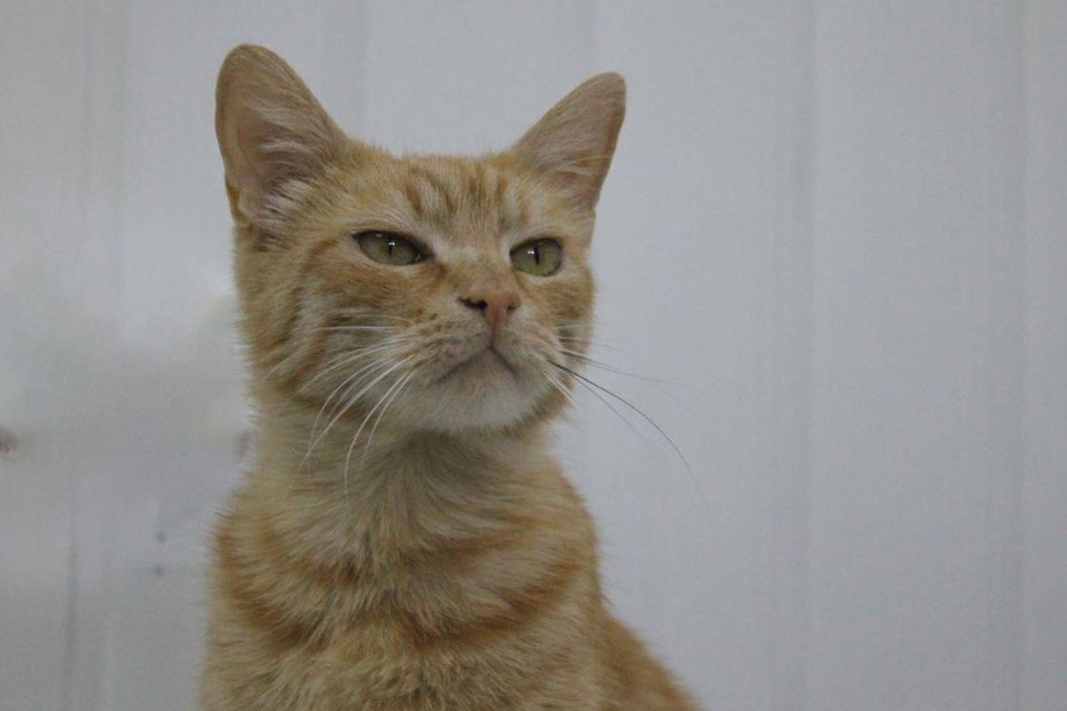 Рыжий Рыжий