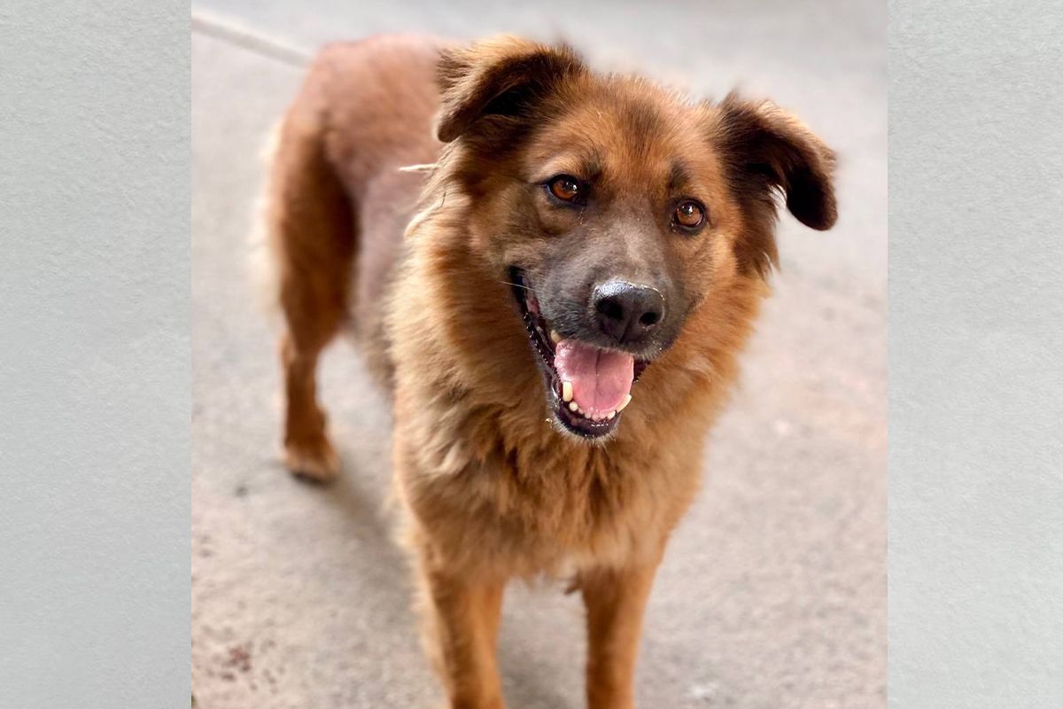 Одинокая собачка Одинокая собачка