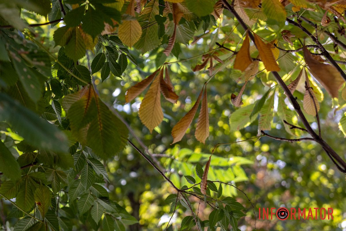 Солнечный свет пронизывает ветки деревьев в парке