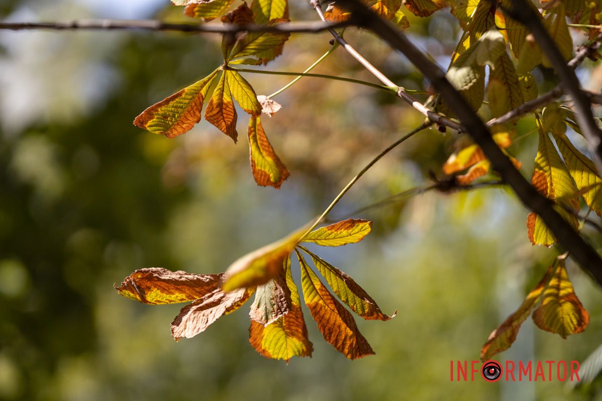 Солнце играет в листьях дере