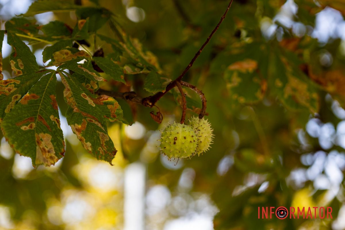 Первые желтые листочки на деревьях напоминают об осени