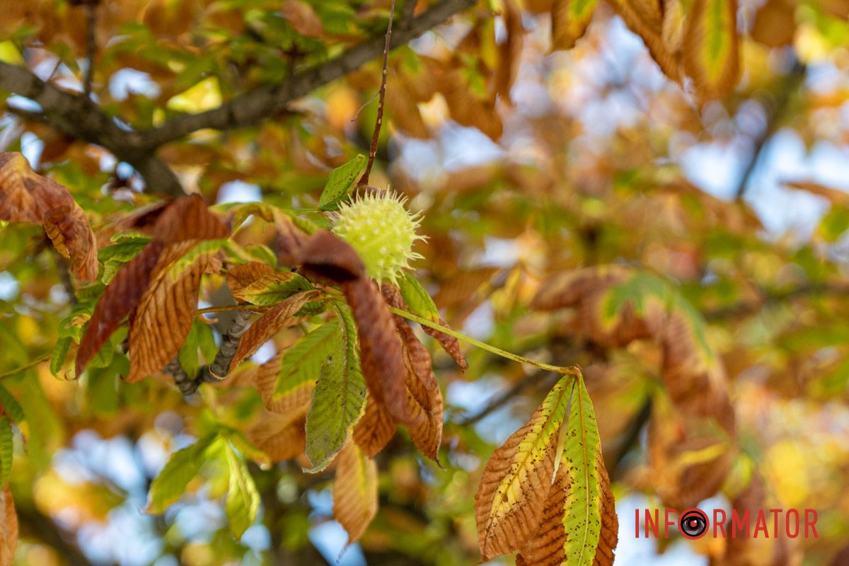 Впереди золотая осень и будем надеяться, что она станет для нас победной