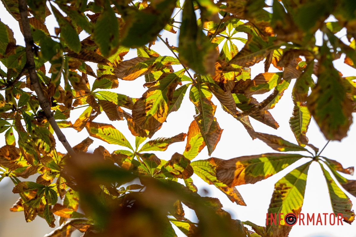 В Днепре все еще держится жаркая погода, но на улицах можно увидеть первые желтые листики