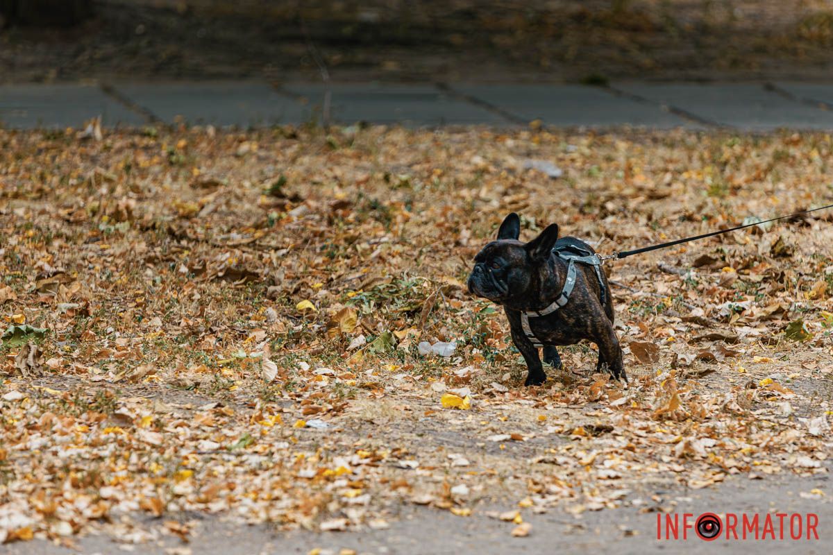 Настала осінь, яка буде заворожувати своїми барвами