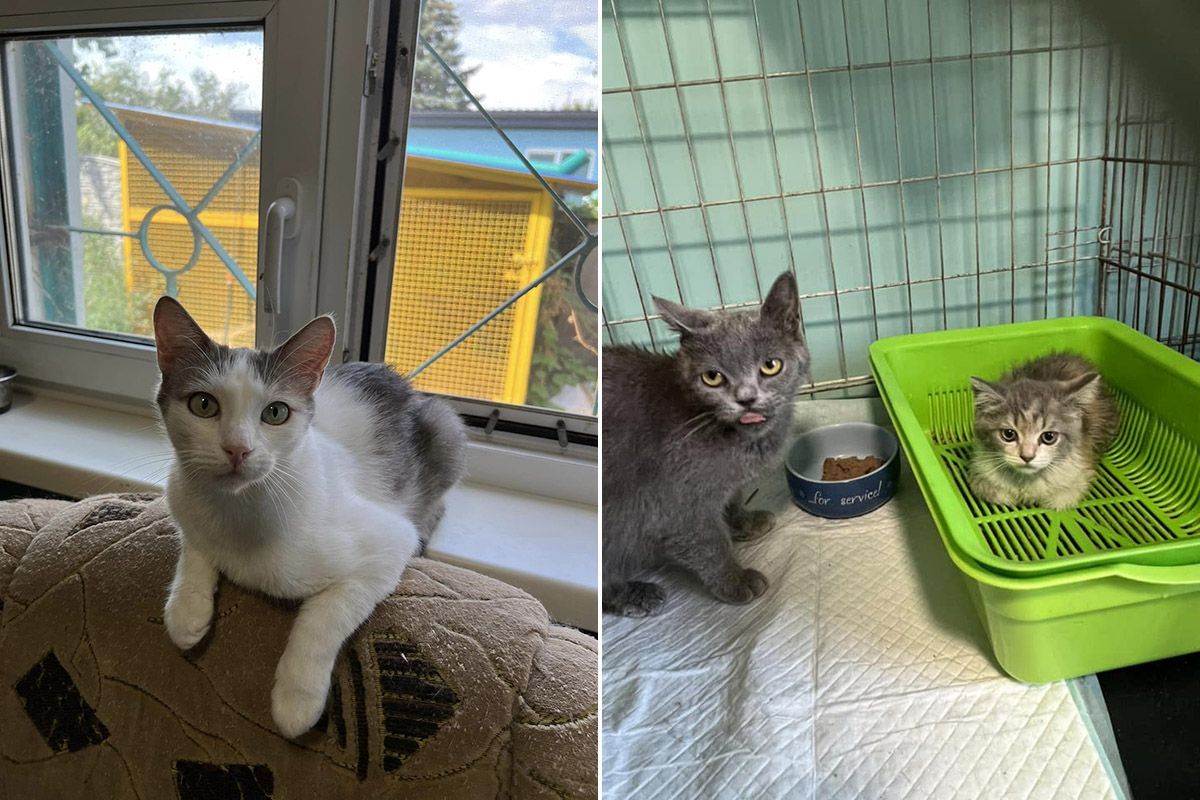 І дорослі коти, і кошенята