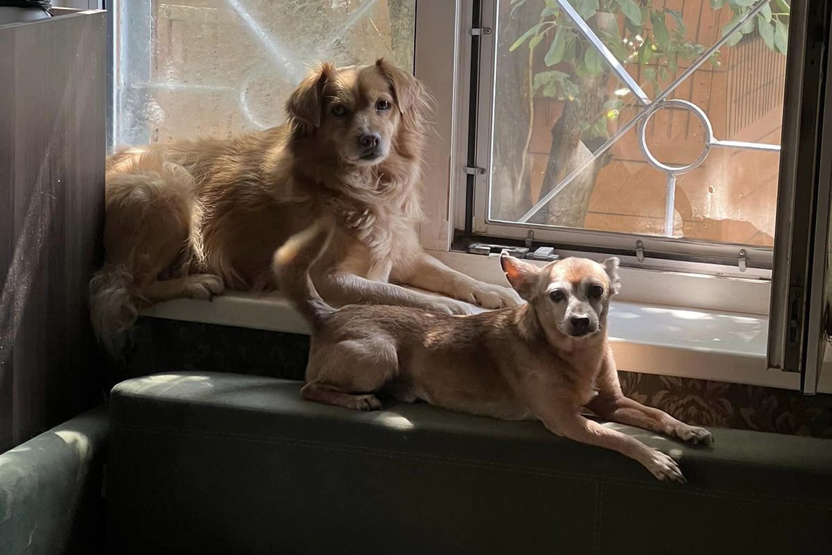 Пухнастики шакають господарів