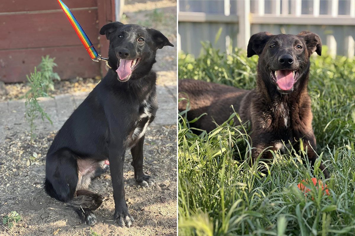 Вірні друзі