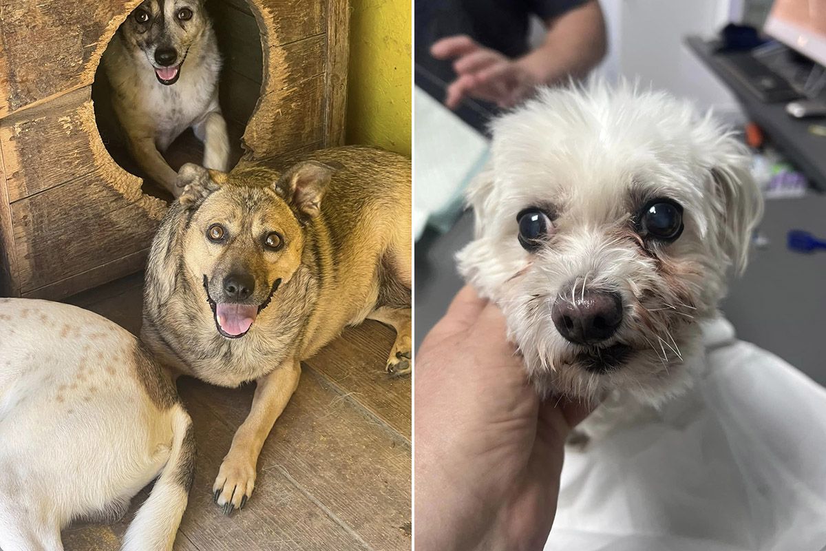 Вони чекають саме на вас!