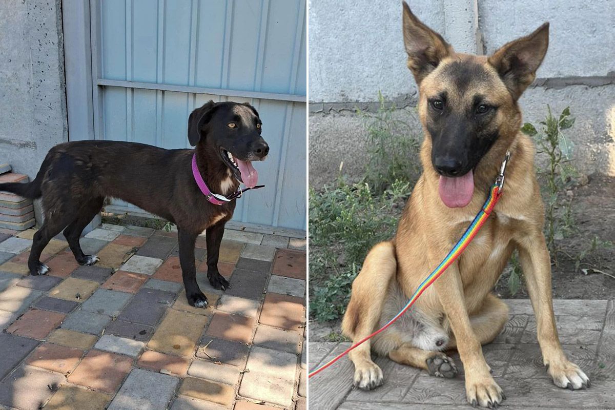 Тваринки потребують допомоги