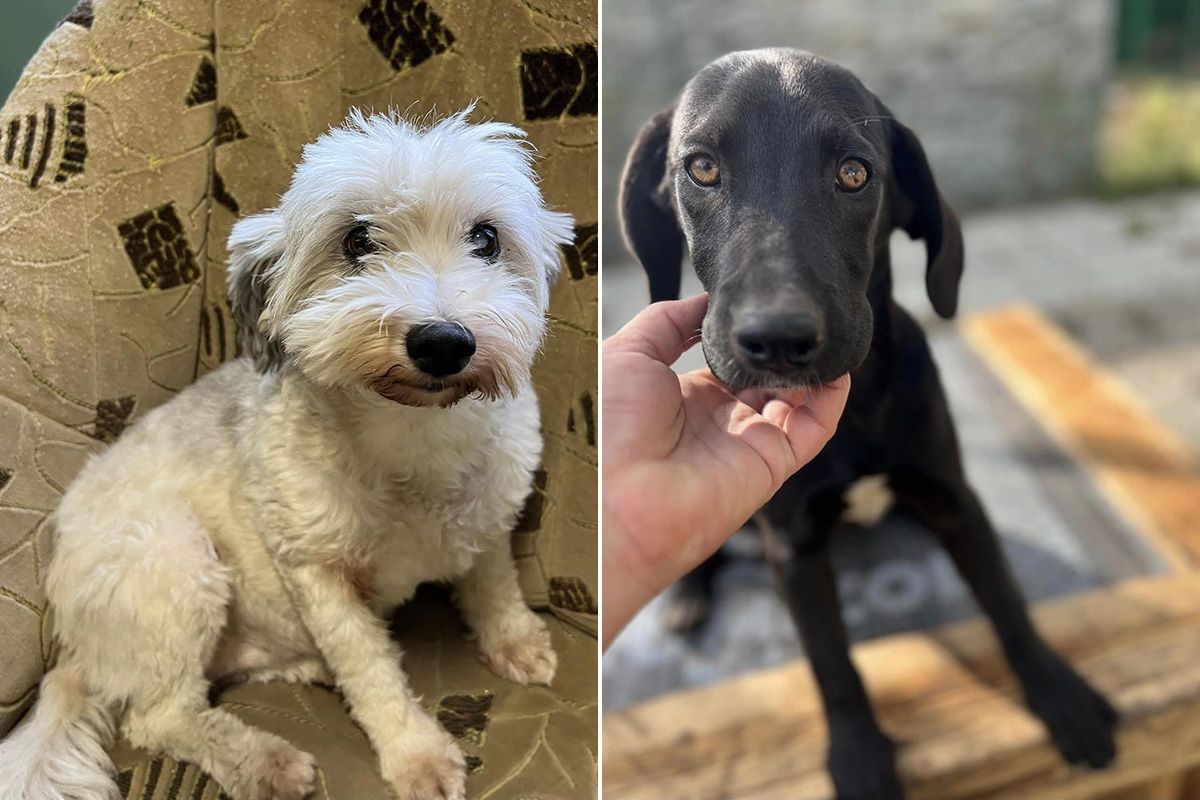 Сумні історії за кожною тваринкою