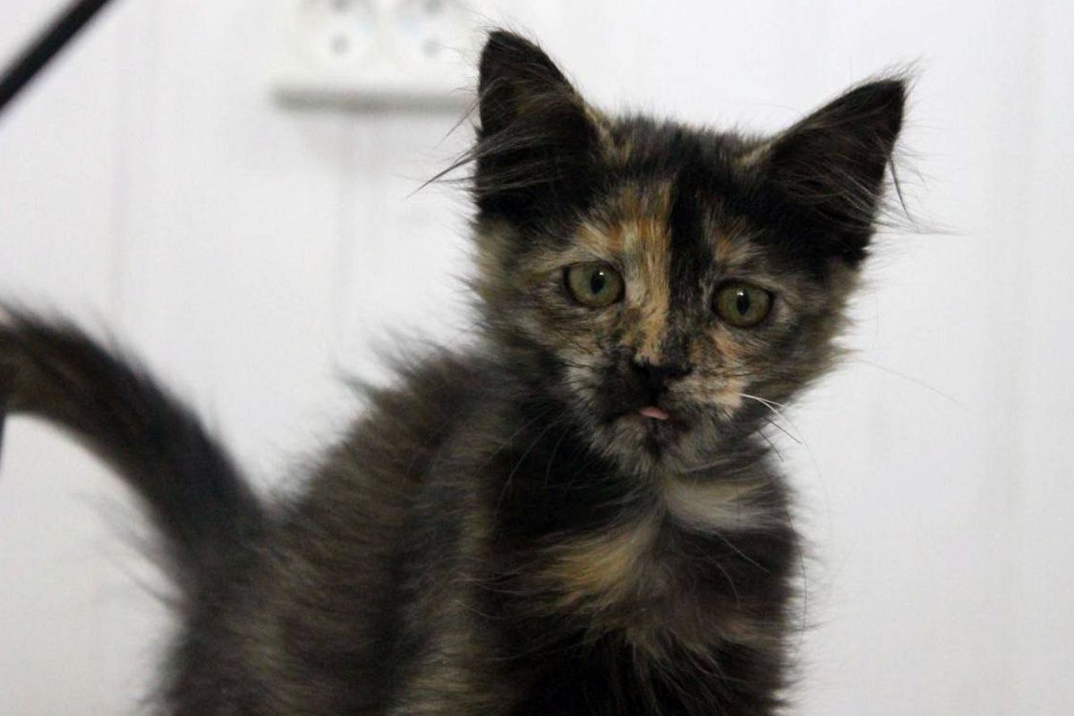 Мейнкунчик