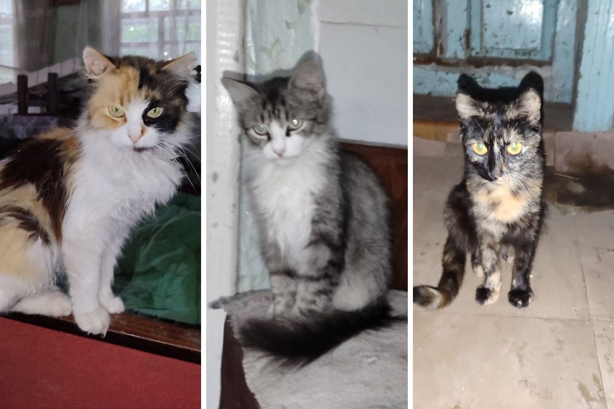 Котики з Торецька 