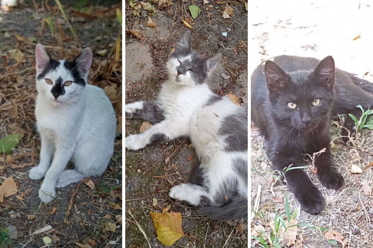 Маленькі котики 