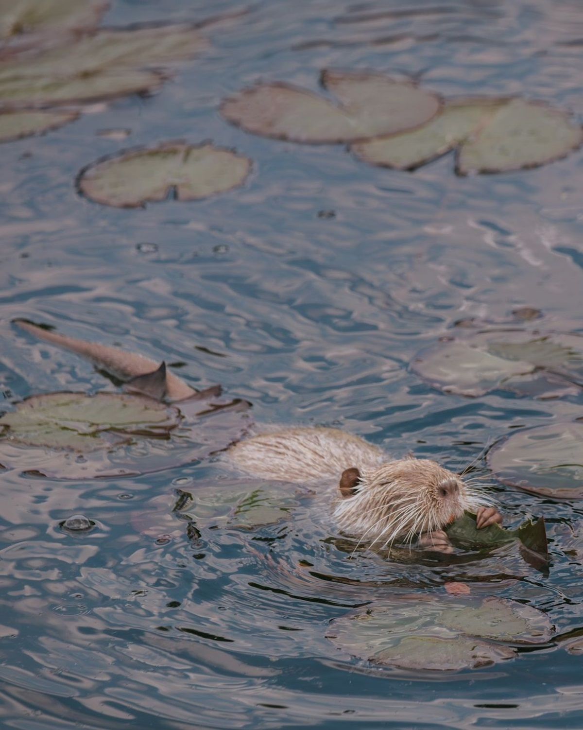 Фото: @ph_deniska Фото: @ph_deniska