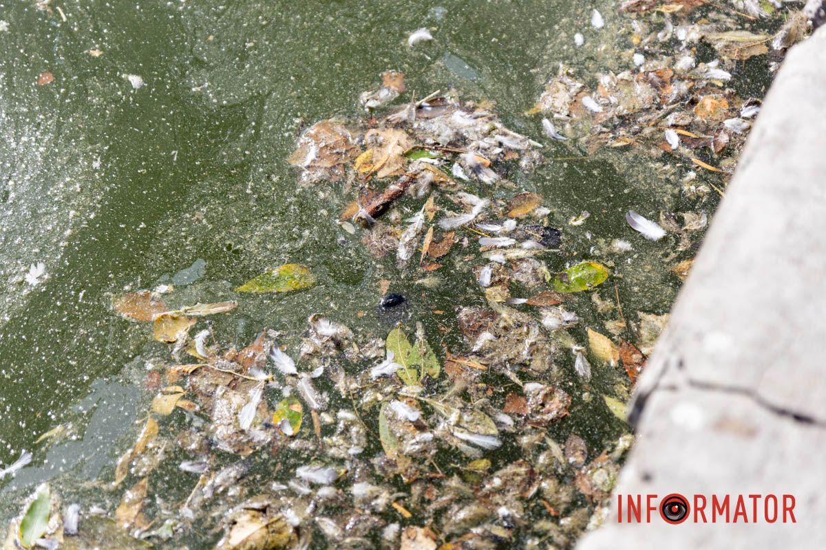 Вода в водоеме зацвела и имеет неприятный запах Грязное озеро и аварийная лестница: реальность парка Глобы в Днепре 2