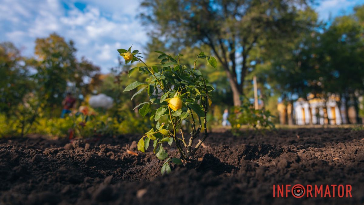 У сквері Івана Старова в Дніпрі висадили 100 кущів троянд до Дня міста