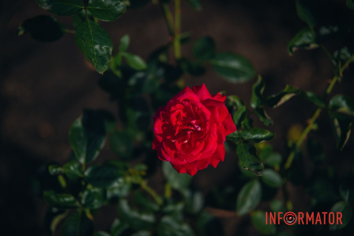 Розы, как и любовь, расцветают в самый неожиданный момент