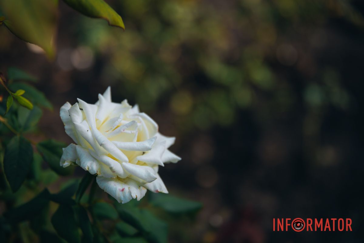 Каждая роза - как улыбка природы