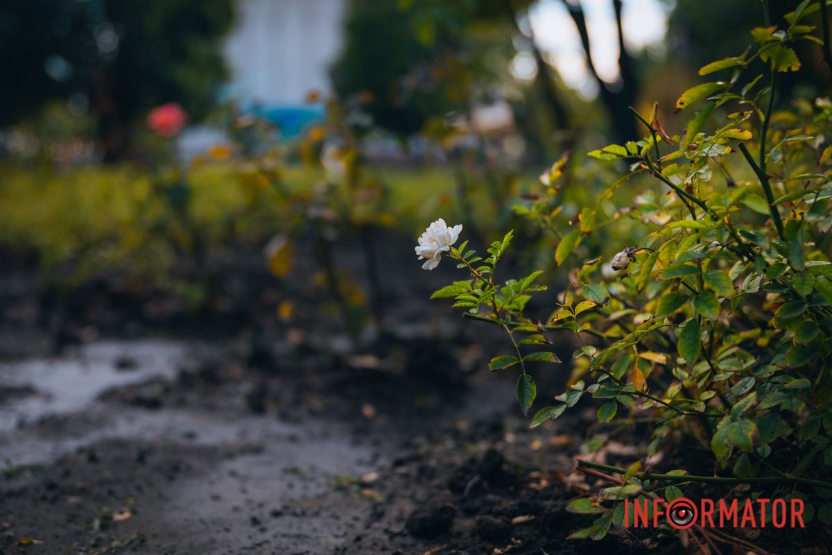 Иногда красота требует времени, чтобы расцвести