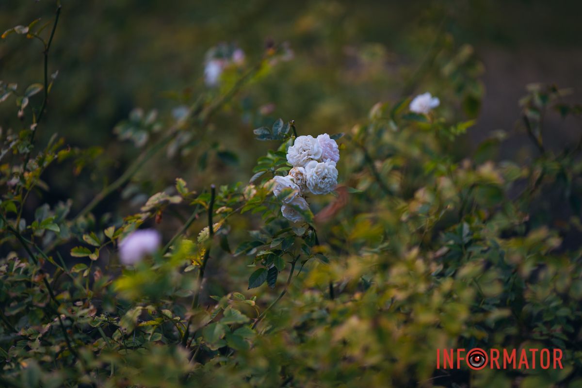 Каждый лепесток рассказывает свою историю