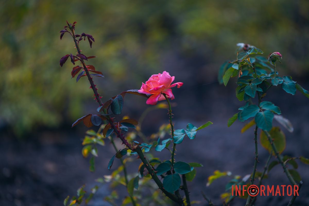 Люби как роза - прекрасна и сильна