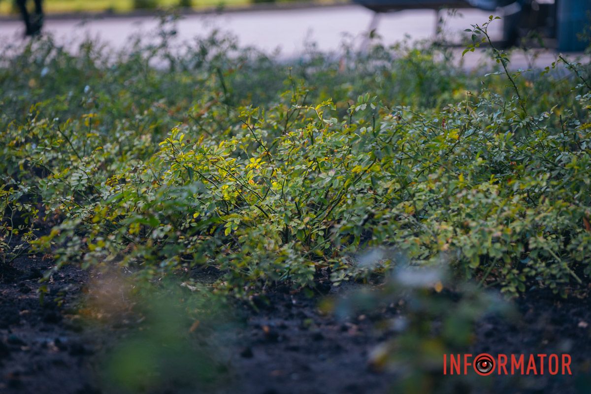 У цветов есть особый дар