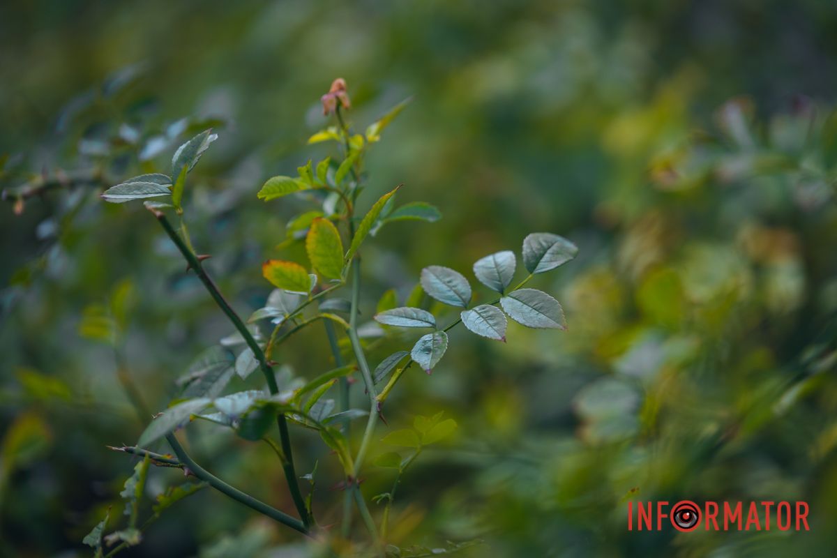 Пусть ваша жизнь будет цветущей, как сад роз