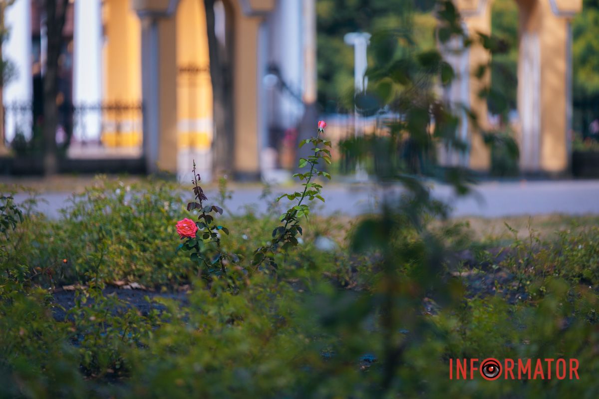 В сквере Ивана Старова в Днепре высадили 100 кустов роз ко Дню города 17