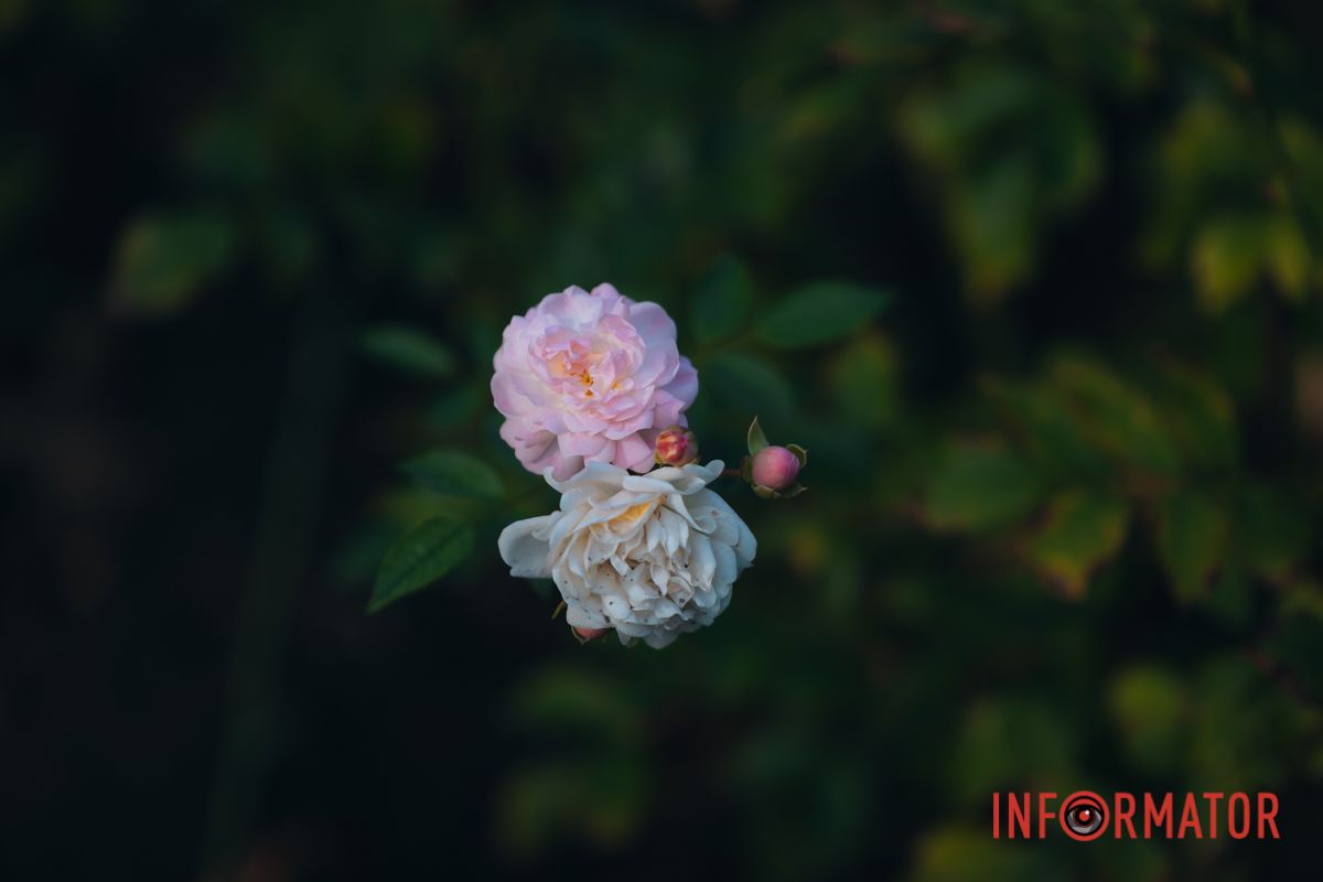 В сквере Ивана Старова в Днепре высадили 100 кустов роз ко Дню города 18