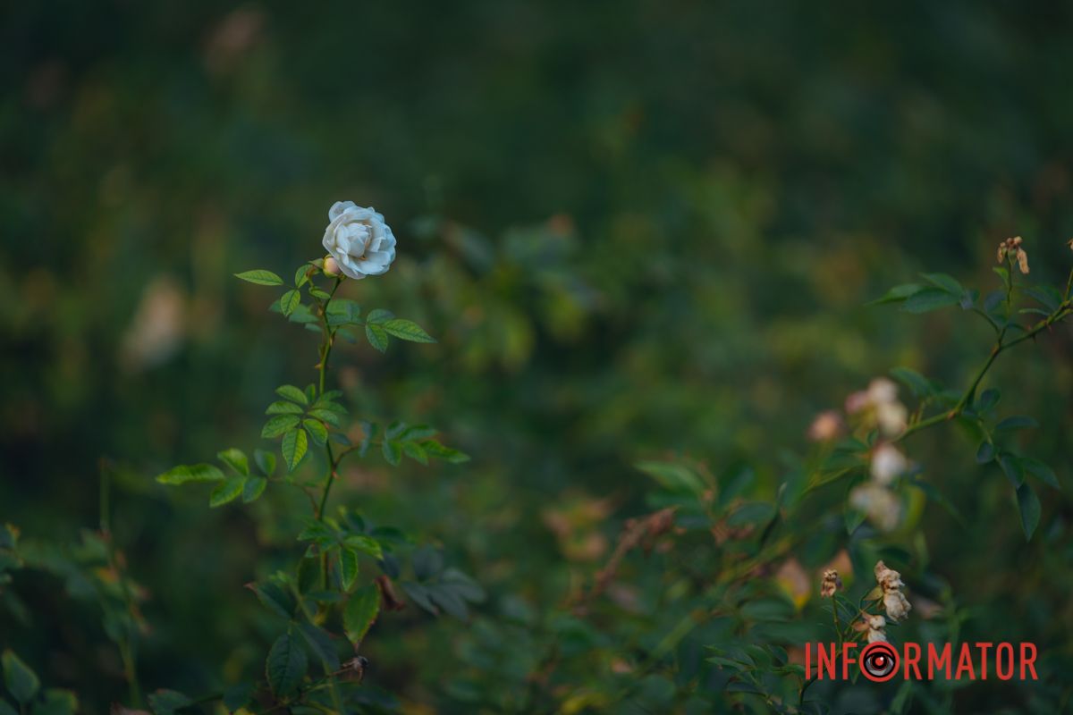 В сквере Ивана Старова в Днепре высадили 100 кустов роз ко Дню города 19