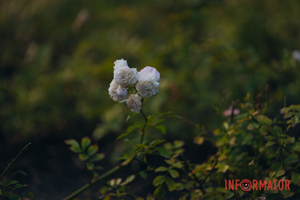 В сквере Ивана Старова в Днепре высадили 100 кустов роз ко Дню города 21