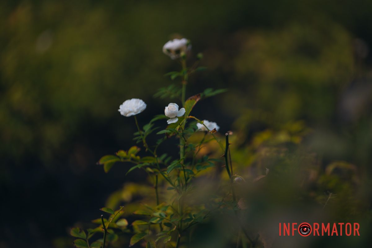 В сквере Ивана Старова в Днепре высадили 100 кустов роз ко Дню города 24