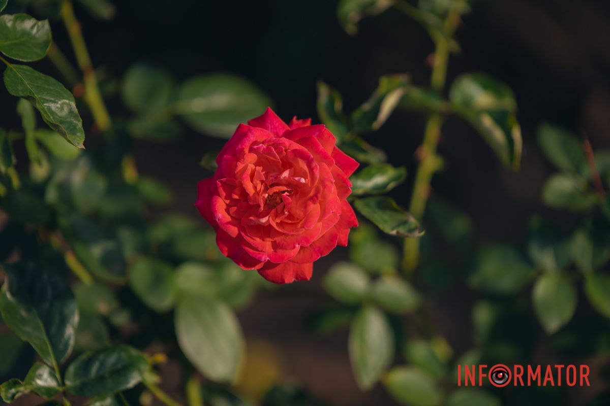 В сквере Ивана Старова в Днепре высадили 100 кустов роз ко Дню города 20