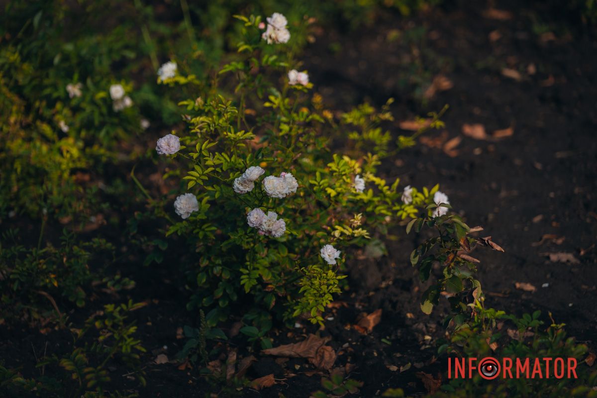 В сквере Ивана Старова в Днепре высадили 100 кустов роз ко Дню города 29